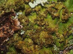 Pseudocyphellaria episticta