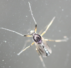 Tanypodinae