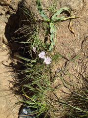 Calochortus umbellatus