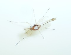 Coelotanypus concinnus