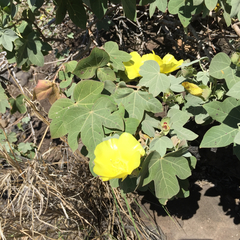 Gossypium tomentosum