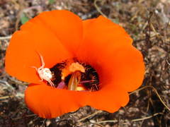 Calochortus kennedyi