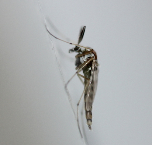 Procladius bellus photo 2