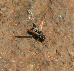Pachodynerus nasidens