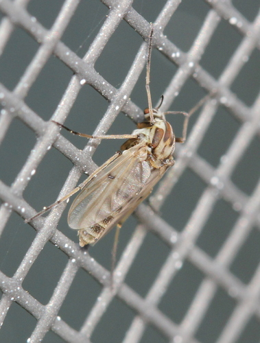 Procladius bellus photo 3
