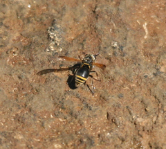 Pachodynerus nasidens