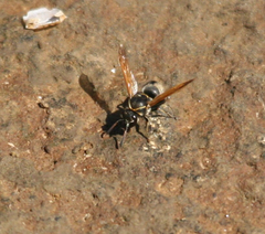 Pachodynerus nasidens