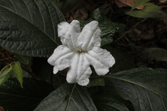 Ruellia tubiflora
