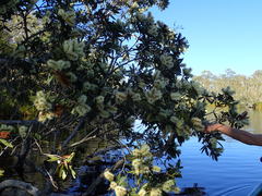 Broad-leaved paperbark