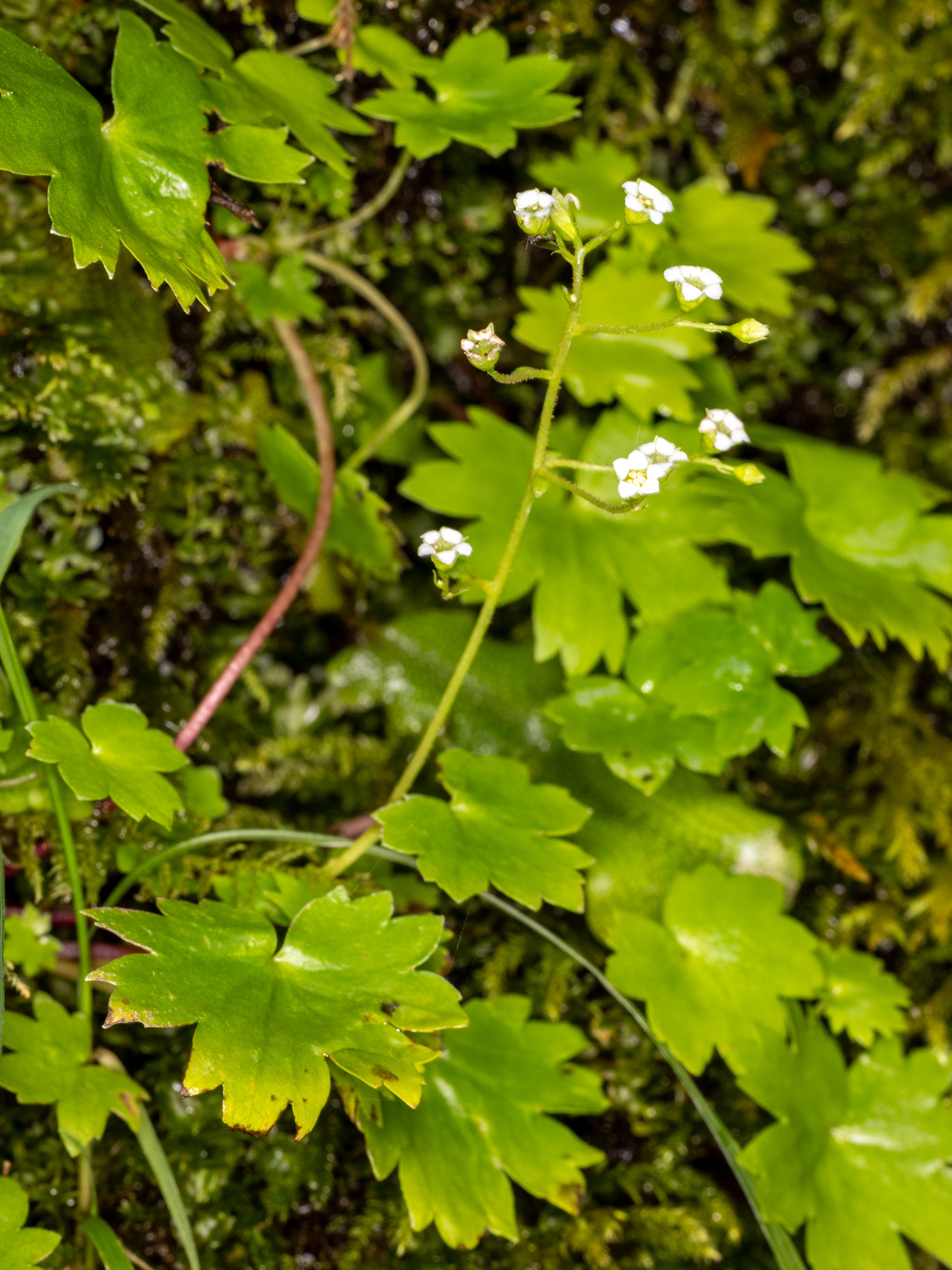 Sullivantia oregana