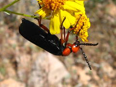 Lytta magister