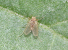Tanypodinae