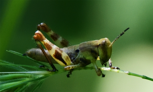 Walsh's Locust photo 4