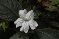 Ruellia tubiflora
