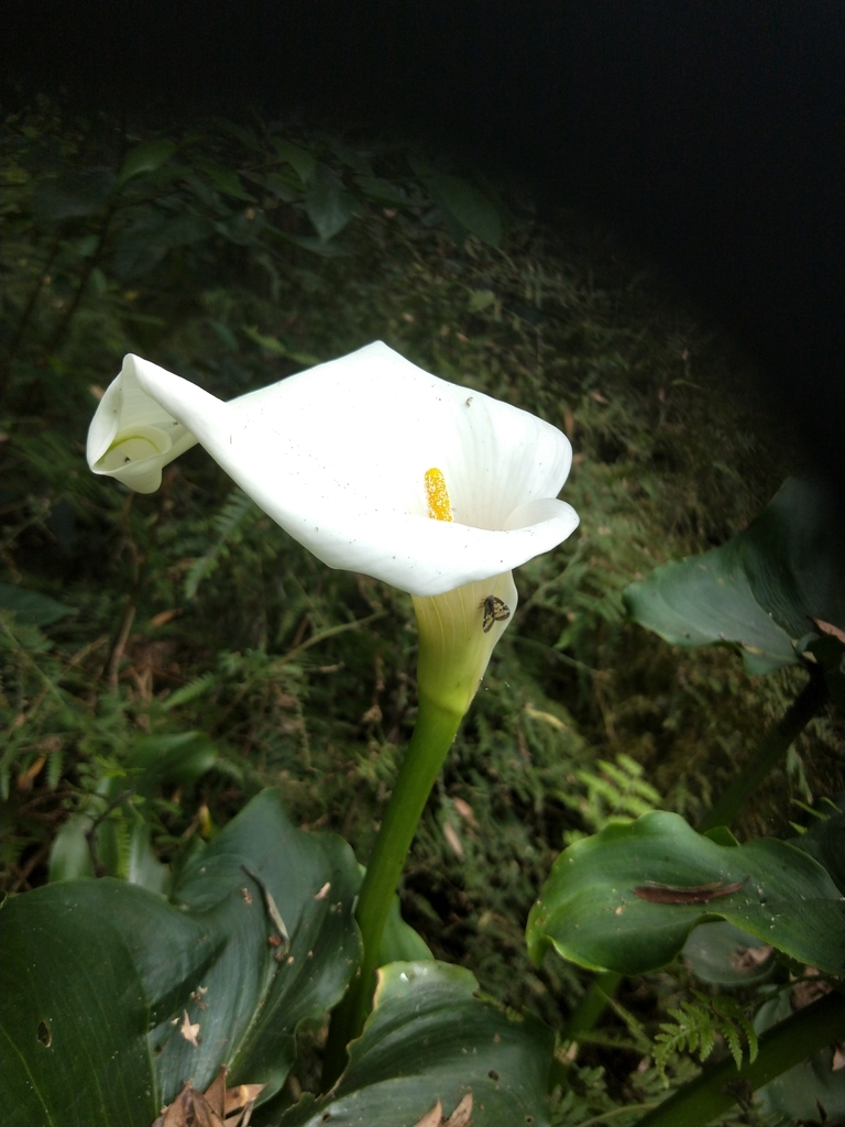 calla lily from Randwick, AU-NS, AU on December 26, 2021 at 12:57 PM by ...