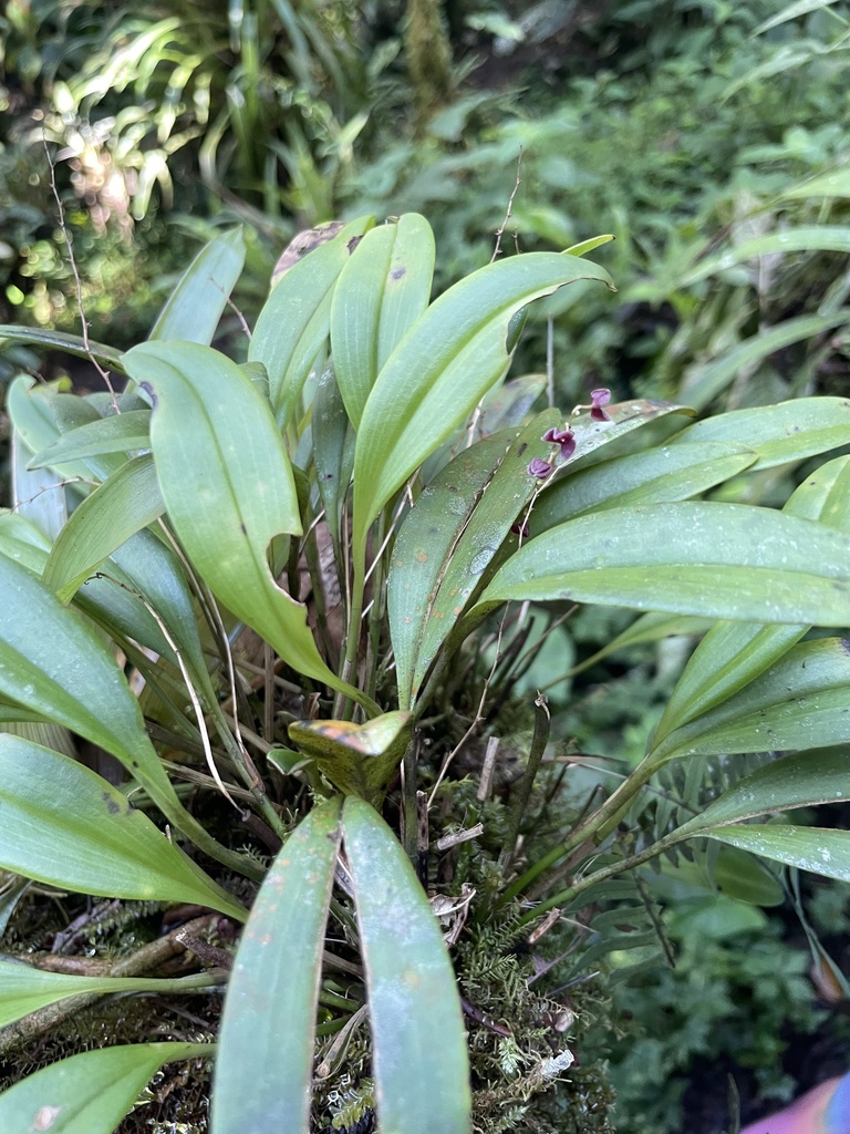 Stelis argenté (orchidée miniature) (Stelis argentata)
