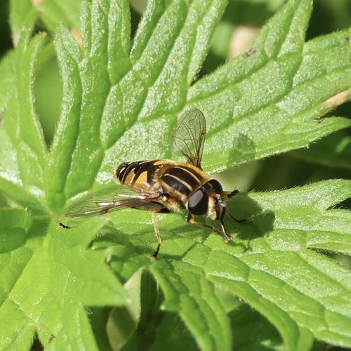 Osolika muha (Helophilus pendulus)