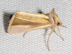 Plusia venusta