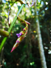 Tillandsia denudata