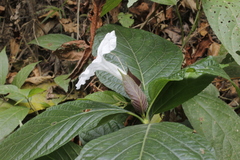 Ruellia tubiflora