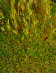 Leptostomum macrocarpum