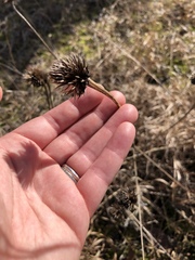Echinacea tennesseensis