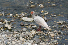 Crested Ibis photo 2