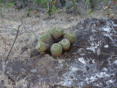 Mammillaria karwinskiana karwinskiana