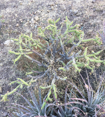 Opuntia pumila