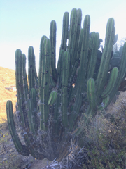 Myrtillocactus schenckii