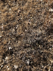 Echinacea tennesseensis