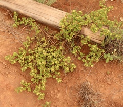 Acanthospermum australe