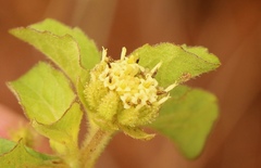 Acanthospermum australe