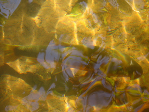 Catostomus insignis