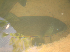 Catostomus insignis