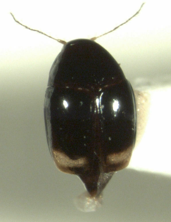 Scaphisoma funereum