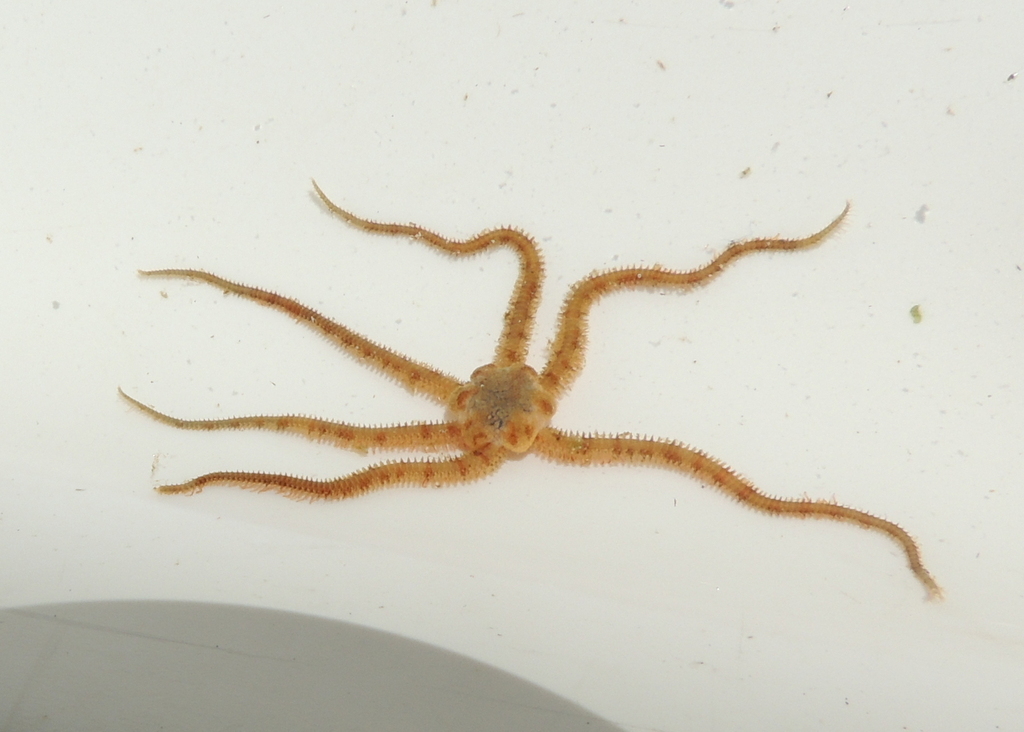 Ophiactis simplex