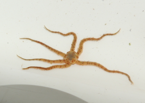 Ophiactis simplex