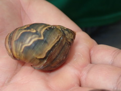 Orthalicus bifulguratus