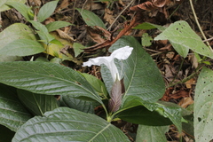 Ruellia tubiflora
