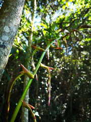 Tillandsia denudata