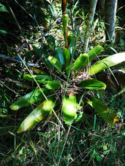 Tillandsia denudata