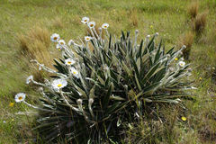 Celmisia spectabilis magnifica