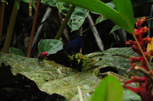 Diglossa indigotica