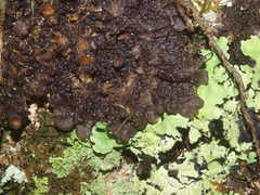 Physma chilense