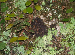 Physma chilense