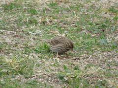 Passerculus sandwichensis