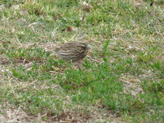 Passerculus sandwichensis