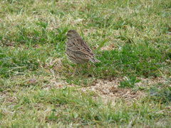 Passerculus sandwichensis