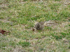 Passerculus sandwichensis